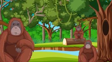 Orangutan in forest or rainforest scene with many trees vector