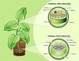 Diagram showing stem and root structure vector