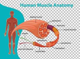 anatomía del músculo humano con anatomía del cuerpo vector