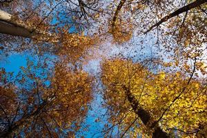 altas hojas de otoño en el bosque foto