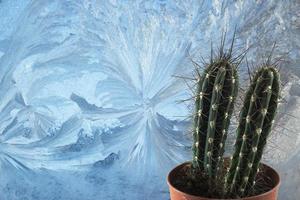 Cactus against frozen window photo