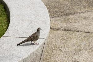 Zebra dove bird Perdana Botanical Garden, Malaysia. photo