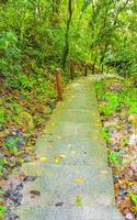 Hiking trail in tropical jungle forest palms Koh Samui Thailand. photo