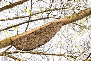 Apis dorsata giant honey bee nest Perdana Botanical Gardens, Malaysia. photo