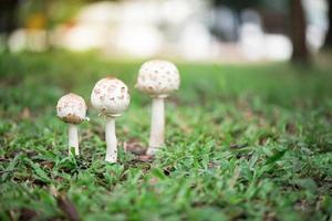 Puffball mushrooms growing on green grass