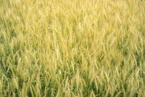 fondo de campo de arroz dorado