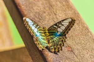 Turquoise blue green colored butterfly at Kuang Si waterfall, Laos photo