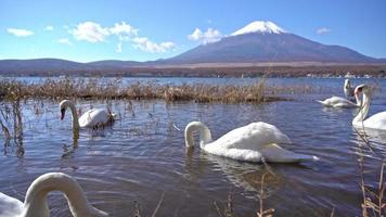 hermosa naturaleza en kawaguchiko con montaña fuji en japón video