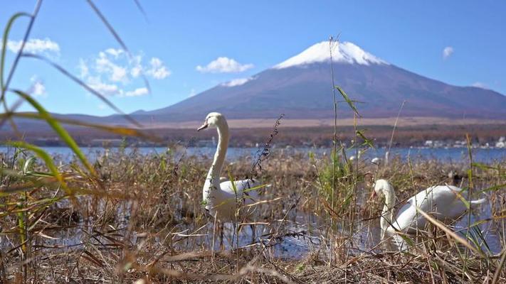 富士山影片