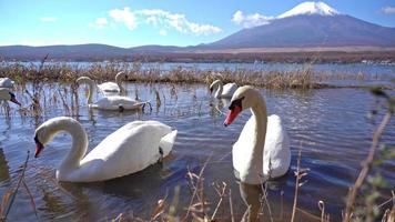 hermosa naturaleza en kawaguchiko con montaña fuji en japón video