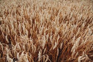 Fondo de maduración de espigas de trigo. campo de trigo