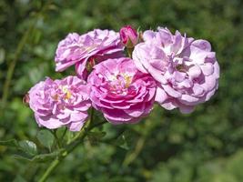 cuatro hermosas flores y capullos de rosas rosadas en una rama foto