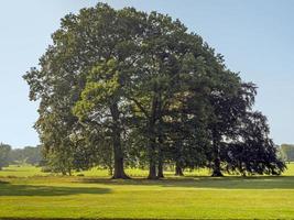 Beautiful mature trees in an English meadow in late summer photo