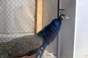 A peacock in a cage on a private farm