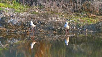 Black-winged Stilt catching fish in shallow water on the lake. video