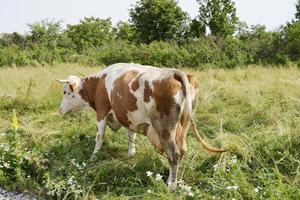 Pastoreo de vacas lecheras en prado verde