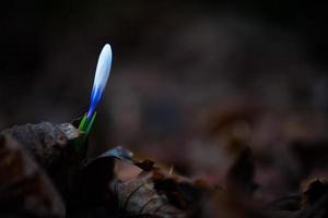 Albiflorus Crocus bud in the woods photo