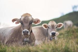 Las vacas descansan en una pradera de pastos en los Alpes italianos foto