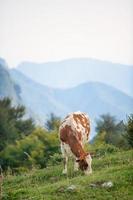 Cow eats meadow in pasture of northern Italy photo
