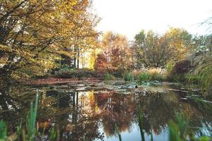 Pond with fallen leaves in autumn
