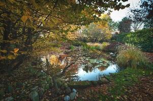 Plants in autumn are reflected in a pond photo
