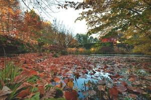 Leaves afloat by the pond in autumn photo