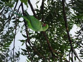 Parrot bird portrait photography photo