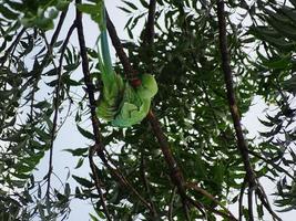 Rose ringed parakeet photo