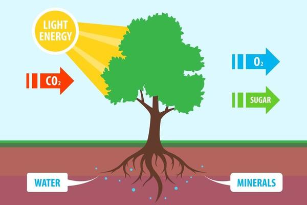Photosynthesis Vector Art, Icons, and Graphics for Free Download