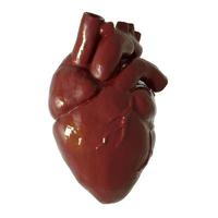 3d heart model photo