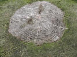 Ancient tree cross section with growth rings photo