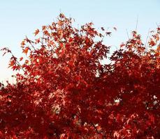 fondo de hojas de arce rojo