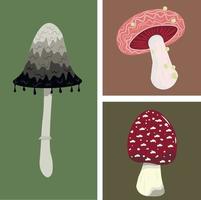 Collage with types of mushrooms. 3 mushrooms of different sizes. vector