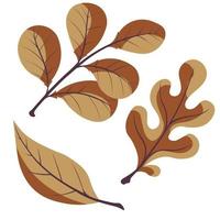 Set of autumn leaves on a white background. Oak, willow, walnut leaf vector