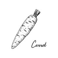 Hand drawn carrot. Vector illustration in sketch style