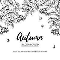 diseño de otoño dibujado a mano con hojas de serbal y bayas. vector