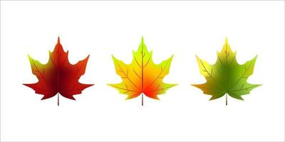 Set of colorful realistic autumn maple leaves vector