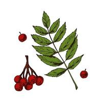 Hand drawn rowan leaves and berries vector