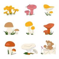 A set of different wild mushrooms vector