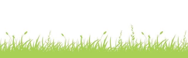 Green grass on white background - vector