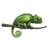 Chameleon Realistic Image vector