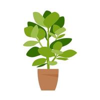 Home plant. Potted plant. vector