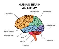 Human Brain Anatomy vector