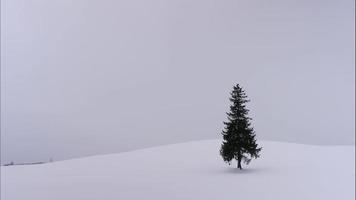 albero di natale con la neve nella stagione invernale video