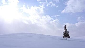 Christmas tree with snow in winter season video