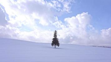 Christmas tree with snow in winter season video