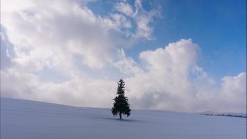 kerstboom met sneeuw in het winterseizoen video