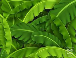 Banana Leaves Background, Green Tropical Leaf, Vector Illustration