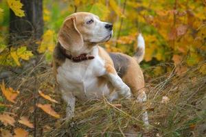 a beagle dog on a walk in an autumn park photo