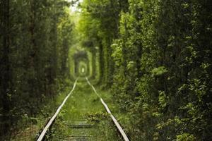 túnel natural del amor formado por árboles en ucrania, klevan. viejo ferrocarril foto